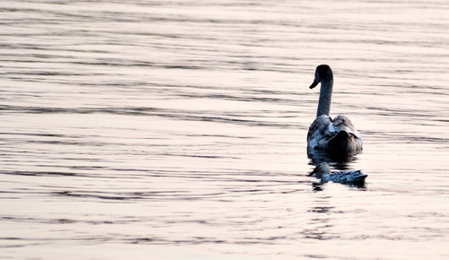 Swan swimming on lake