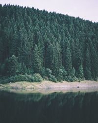 Scenic view of pine trees by lake in forest
