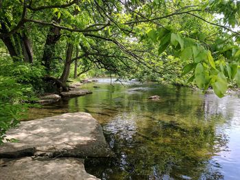 Scenic view of lake in forest