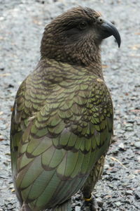 Close-up of bird perching on field