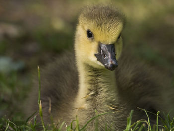 Close-up of ducklings on field
