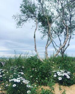 Scenic view of field against cloudy sky