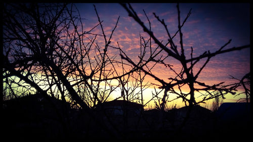 Silhouette of trees at sunset