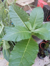 High angle view of lizard on plant