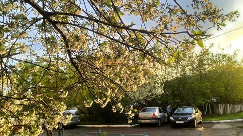 Cars on tree against sky