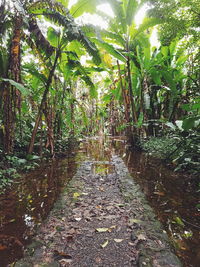 View of bamboo trees