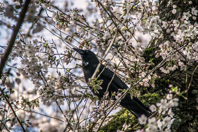 Low angle view of flowers on tree