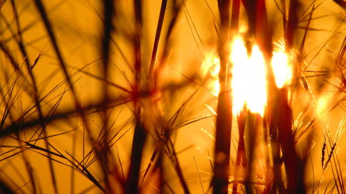 Sun shining through trees