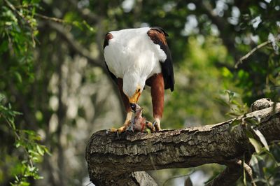 Close-up of bird perching on tree