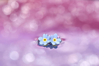 Close-up of cherry blossom