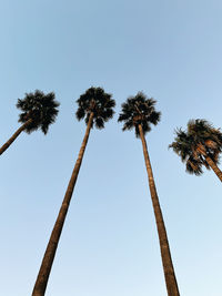 Low angle view of palm tree against clear sky