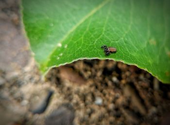 Close-up of insect on leaf