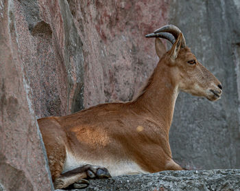 Side view of giraffe standing on rock