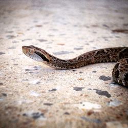 Close-up of lizard on white surface