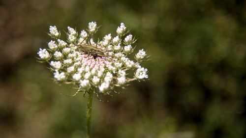 Close-up of white flowering plant