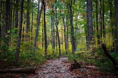 Trees in forest