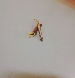High angle view of insect on wall