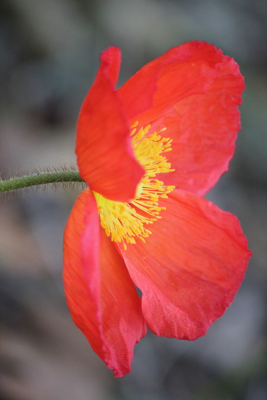 CLOSE-UP OF RED FLOWER