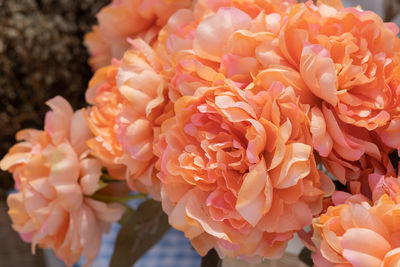 Close-up of pink roses on plant