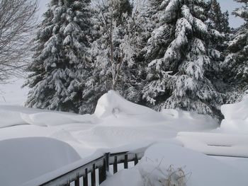 Frozen trees on snowy field during winter