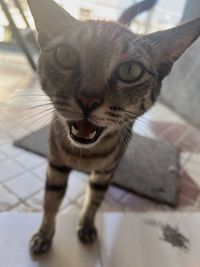 animal