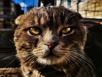 Close-up portrait of a cat