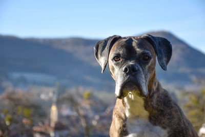 Close-up portrait of dog