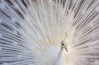 White peacock 