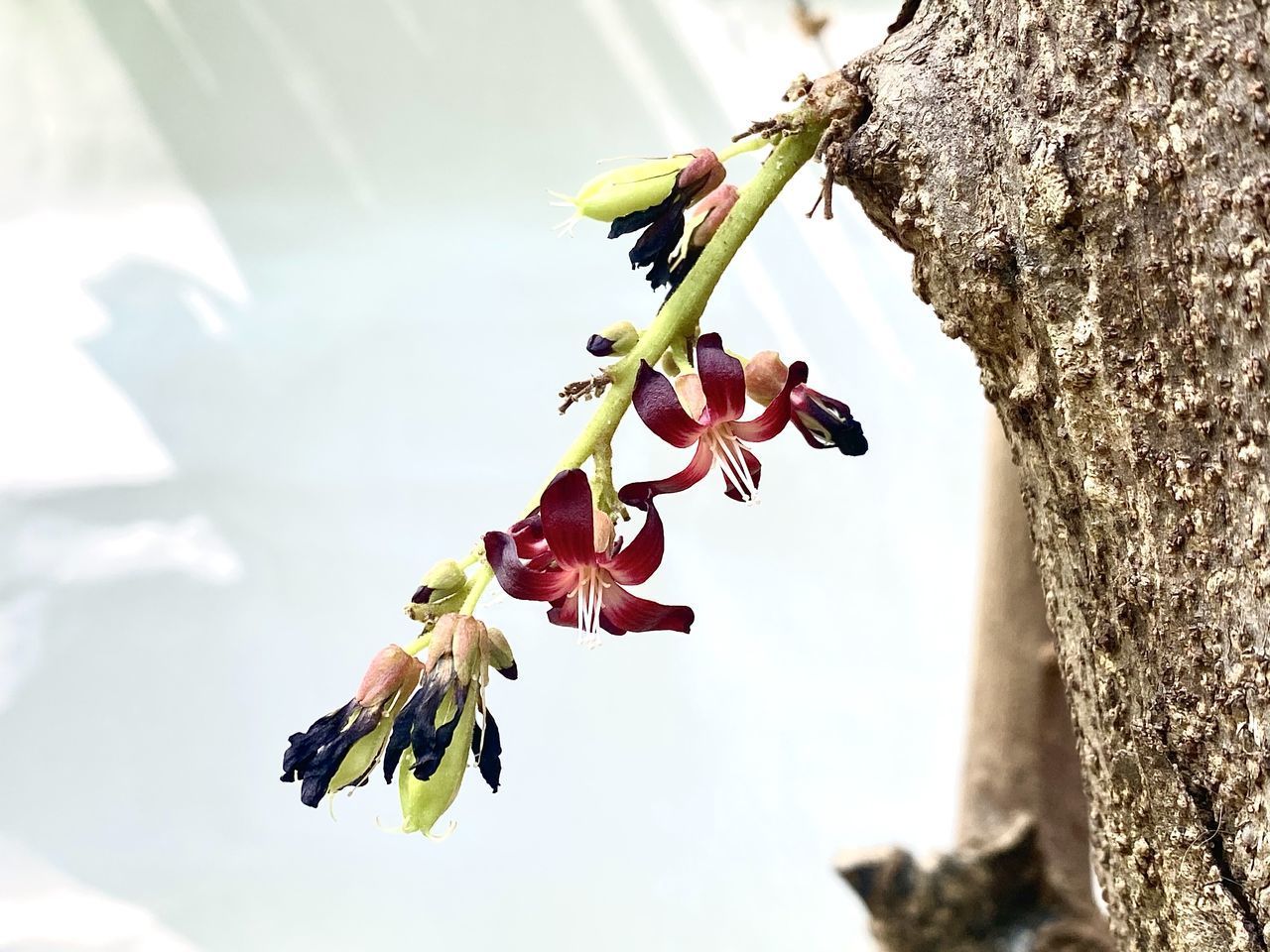 CLOSE-UP OF FLOWERING PLANT AGAINST TREE TRUNK