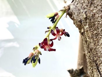 Close-up of red flowering plant against tree