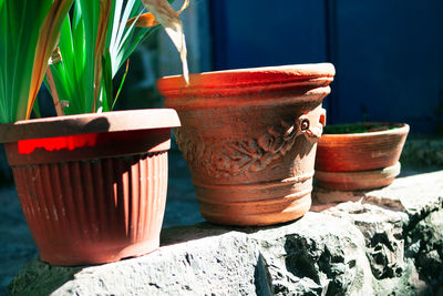 Close-up of potted plant on table