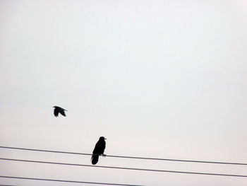 Low angle view of birds perching on cable against sky