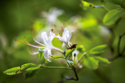 Close-up of plant