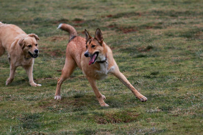 Dog running on grass