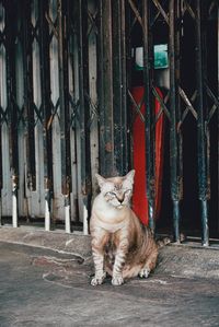 Cat sitting on metal gate