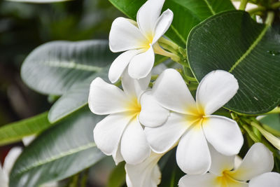 Close-up of white flowering plant