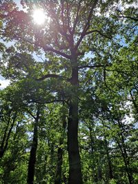 Low angle view of trees against sky on sunny day