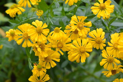 Close-up of yellow flowering plant