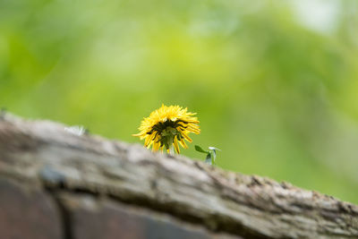 Close-up of flowers against blurred background