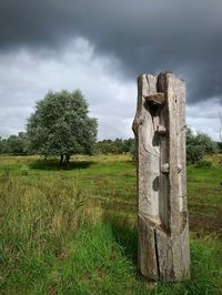 Trees on field against sky