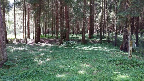 Trees in forest