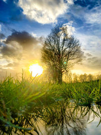 Trees on field against sky during sunset