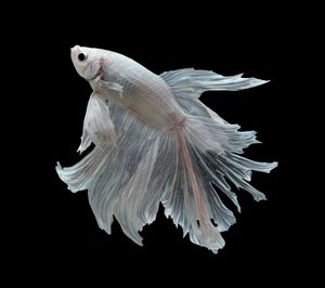 Close-up of siamese fighting fish against black background