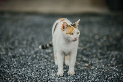 Portrait of a cat on road