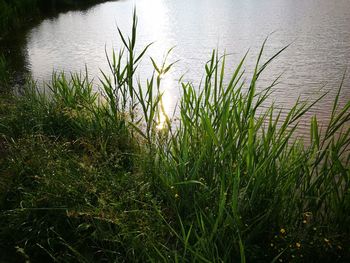 Close-up of grass growing at lakeshore