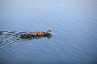 High angle view of duck swimming on lake