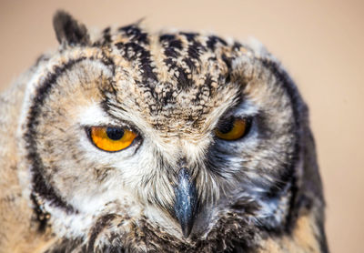 Close-up portrait of owl