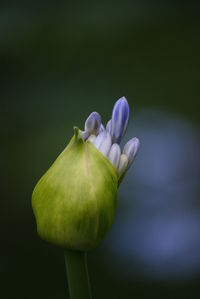 Close-up of flowering plant