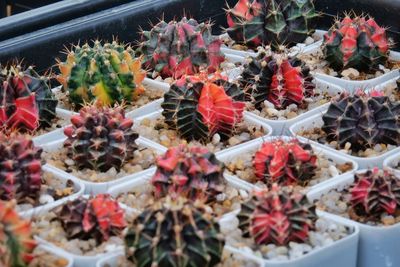 High angle view of succulent plants in market