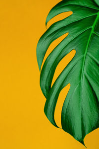 Close-up of yellow leaves against orange background